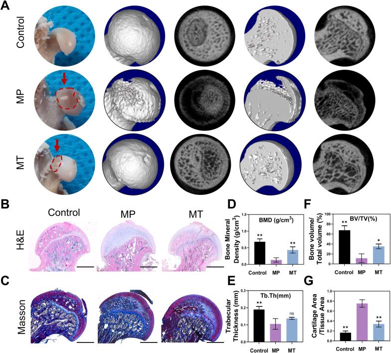 https://cdn.ncbi.nlm.nih.gov/pmc/blobs/656b/10318673/a7b2ddf98e61/13287_2023_3371_Fig3_HTML.jpg