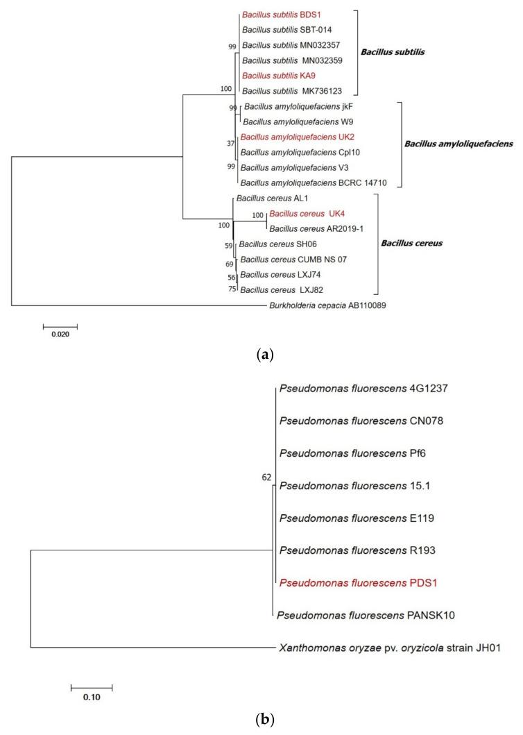 https://cdn.ncbi.nlm.nih.gov/pmc/blobs/656b/8541367/4f8f735a1b3a/plants-10-02125-g009.jpg