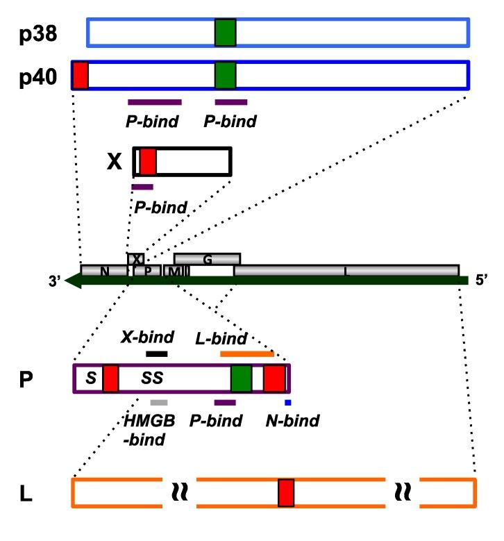 https://cdn.ncbi.nlm.nih.gov/pmc/blobs/6570/3761237/98c77f9ea820/viruses-05-01978-g001.jpg
