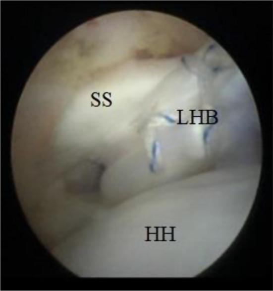 https://cdn.ncbi.nlm.nih.gov/pmc/blobs/6578/12007311/3da0554bc654/13018_2025_5769_Fig4_HTML.jpg