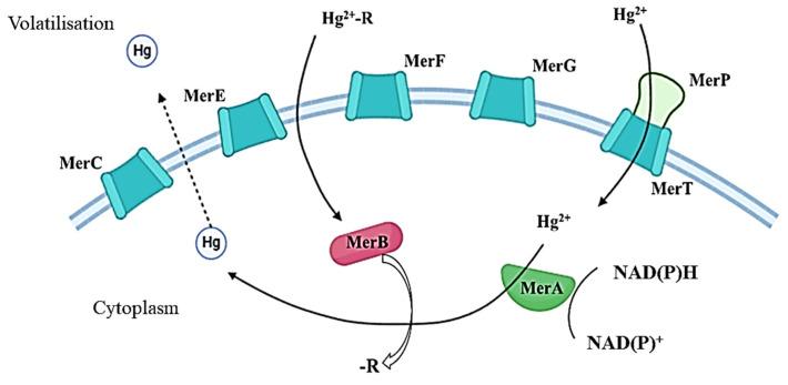 https://cdn.ncbi.nlm.nih.gov/pmc/blobs/6579/12195606/abeb5e17d8a6/microorganisms-13-01350-g002.jpg