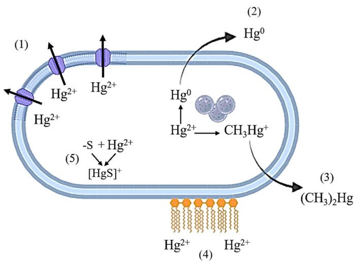 https://cdn.ncbi.nlm.nih.gov/pmc/blobs/6579/12195606/ec534fa19be2/microorganisms-13-01350-g001.jpg