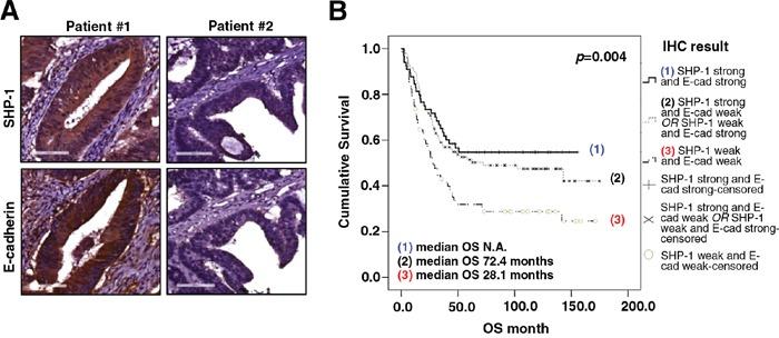 https://cdn.ncbi.nlm.nih.gov/pmc/blobs/657a/5325431/03ca362a0bda/oncotarget-07-64136-g001.jpg