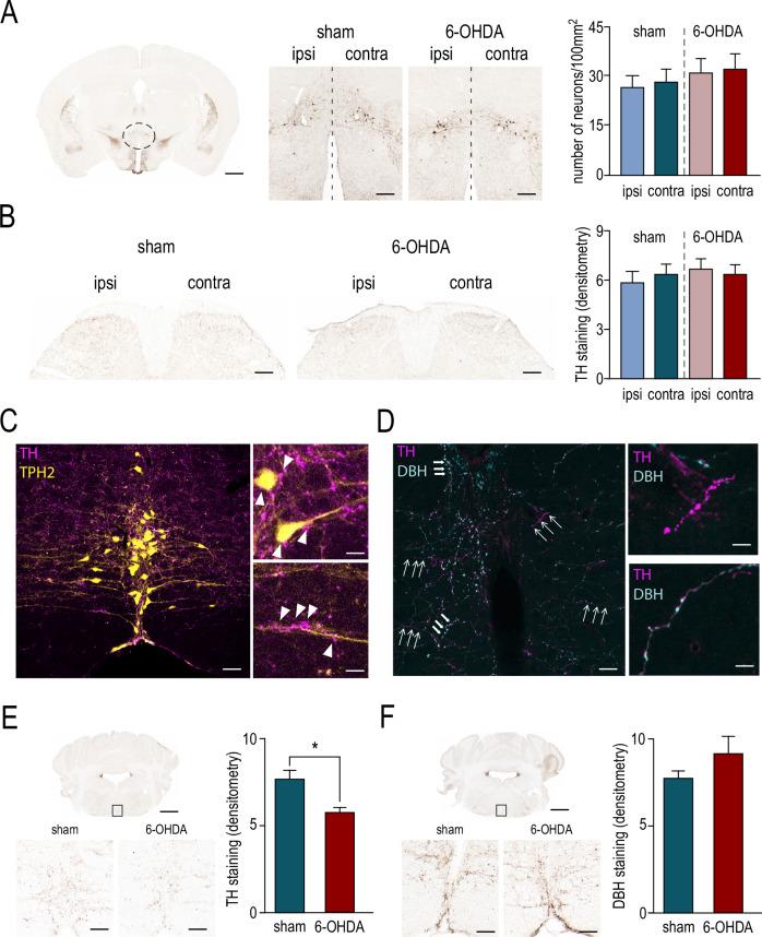 https://cdn.ncbi.nlm.nih.gov/pmc/blobs/657b/11706991/1b85d1adf2a2/41531_2024_857_Fig2_HTML.jpg