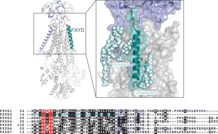 https://cdn.ncbi.nlm.nih.gov/pmc/blobs/6581/8059070/54ca954c564a/JGP_202012845_Fig1.jpg