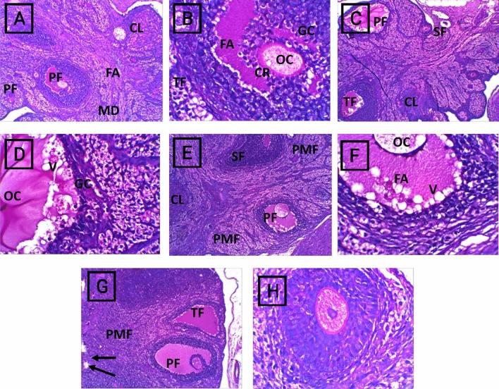 https://cdn.ncbi.nlm.nih.gov/pmc/blobs/658a/11706964/9bf977811c1b/41598_2024_82921_Fig6_HTML.jpg
