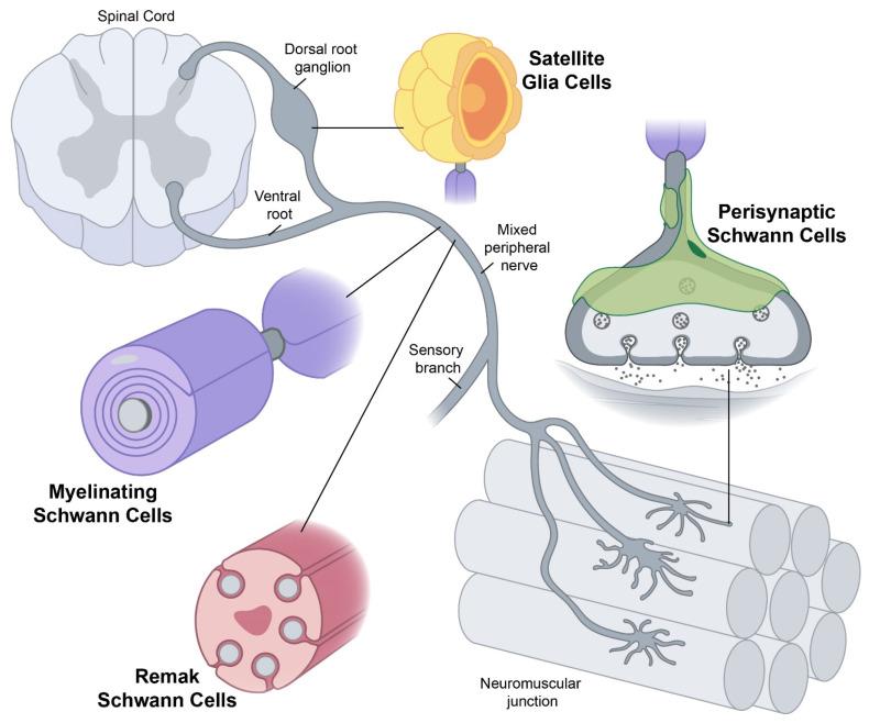 https://cdn.ncbi.nlm.nih.gov/pmc/blobs/658a/11719703/327d57760a93/cells-14-00047-g001.jpg