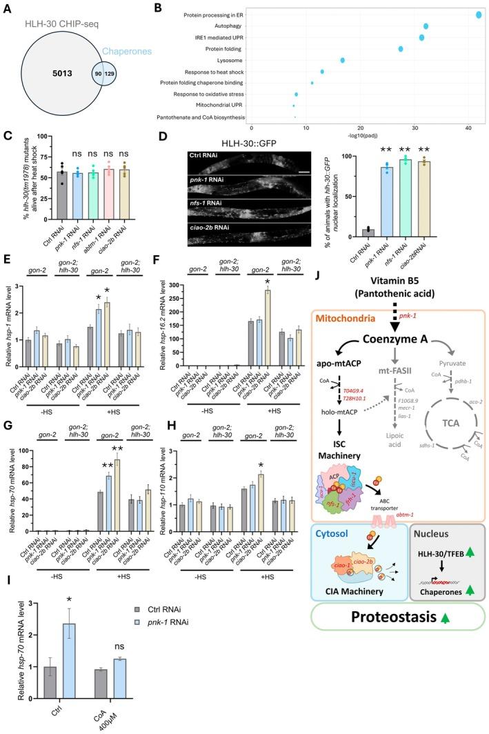 https://cdn.ncbi.nlm.nih.gov/pmc/blobs/658b/12151917/32527ed6e957/ACEL-24-e70038-g002.jpg