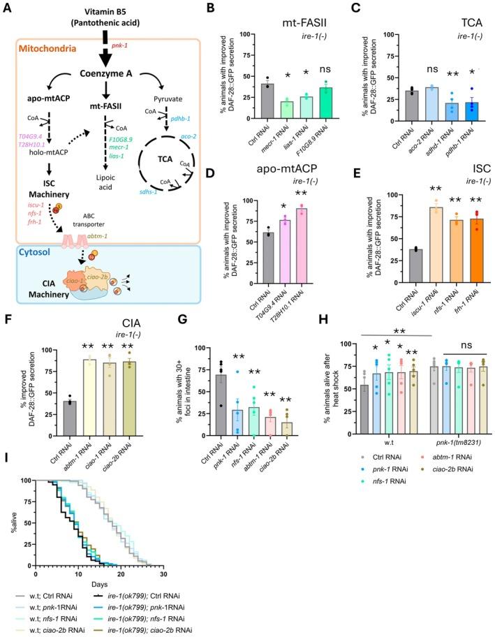 https://cdn.ncbi.nlm.nih.gov/pmc/blobs/658b/12151917/383845b4a1c6/ACEL-24-e70038-g005.jpg