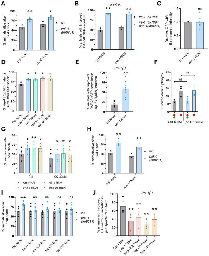 https://cdn.ncbi.nlm.nih.gov/pmc/blobs/658b/12151917/665554ffabd9/ACEL-24-e70038-g001.jpg