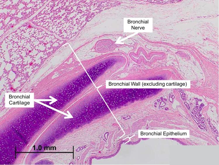 https://cdn.ncbi.nlm.nih.gov/pmc/blobs/658d/6383645/01c03b1446c4/zdg0111828470003.jpg
