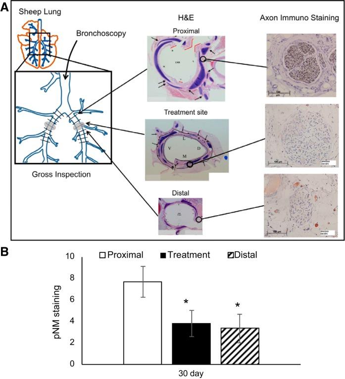 https://cdn.ncbi.nlm.nih.gov/pmc/blobs/658d/6383645/beb46901da56/zdg0111828470007.jpg