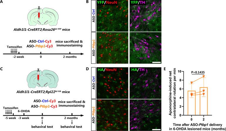 https://cdn.ncbi.nlm.nih.gov/pmc/blobs/658e/9208759/3e89e27f9cb3/elife-75636-fig4.jpg