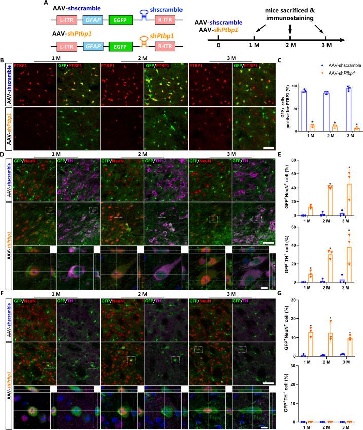https://cdn.ncbi.nlm.nih.gov/pmc/blobs/658e/9208759/3ea6882d6455/elife-75636-fig1.jpg