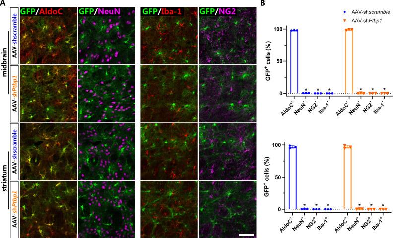 https://cdn.ncbi.nlm.nih.gov/pmc/blobs/658e/9208759/6790b2985840/elife-75636-fig1-figsupp1.jpg