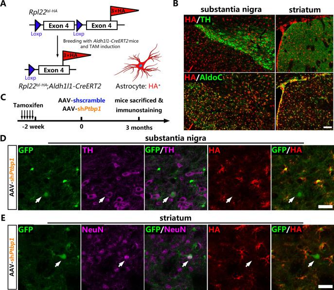 https://cdn.ncbi.nlm.nih.gov/pmc/blobs/658e/9208759/739f9cf94bd2/elife-75636-fig2.jpg