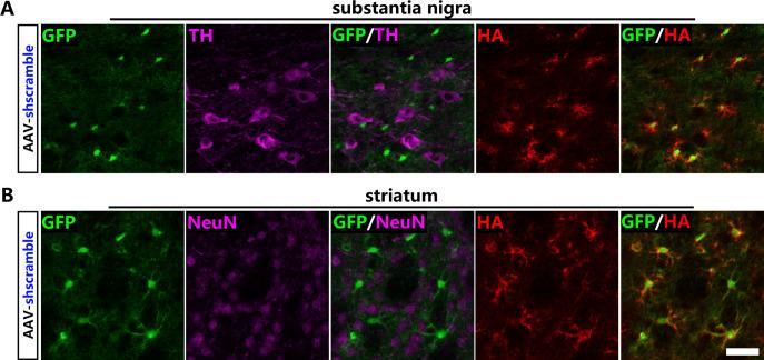 https://cdn.ncbi.nlm.nih.gov/pmc/blobs/658e/9208759/a3c1e957b526/elife-75636-fig2-figsupp1.jpg