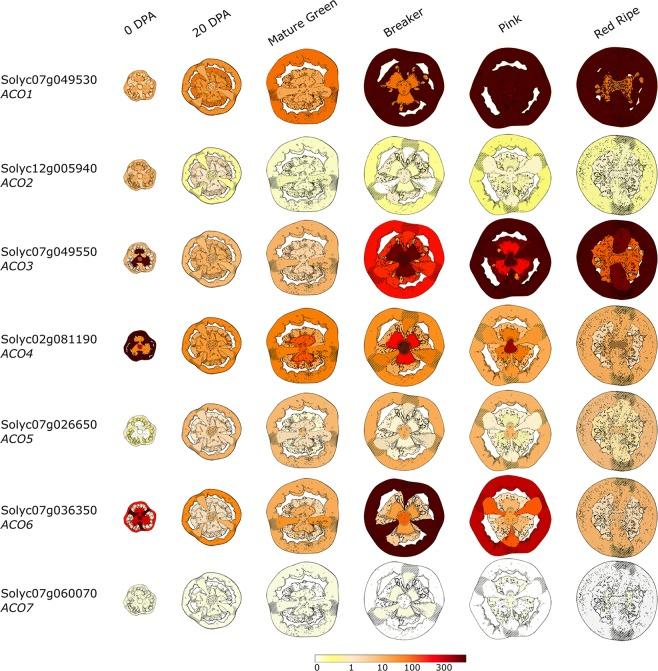 https://cdn.ncbi.nlm.nih.gov/pmc/blobs/6592/6549523/9f0ca90554b4/fpls-10-00695-g005.jpg