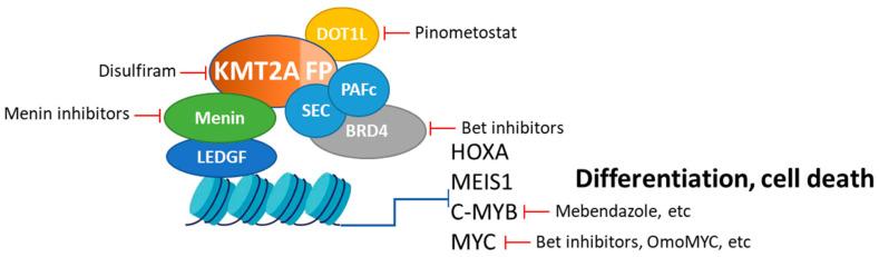 https://cdn.ncbi.nlm.nih.gov/pmc/blobs/6594/11640460/b32b05b9a1b7/cancers-16-04017-g002.jpg