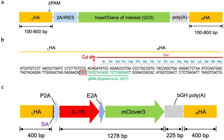 https://cdn.ncbi.nlm.nih.gov/pmc/blobs/6597/7352666/02a78dcef35f/cancers-12-01704-g002.jpg