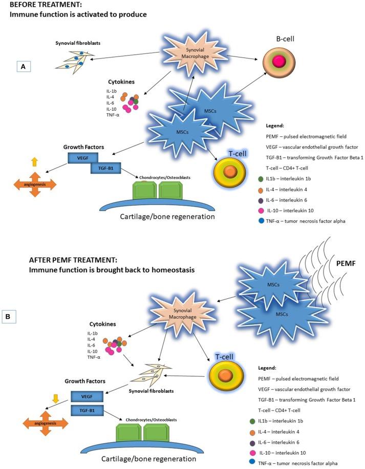 https://cdn.ncbi.nlm.nih.gov/pmc/blobs/659c/6409305/61149d89edba/fimmu-10-00266-g0001.jpg