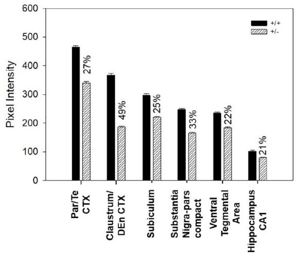https://cdn.ncbi.nlm.nih.gov/pmc/blobs/659c/8119777/3fc978c9bb60/fnana-15-563854-g007.jpg