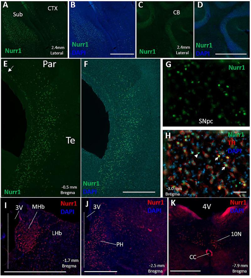 https://cdn.ncbi.nlm.nih.gov/pmc/blobs/659c/8119777/86fbb6c02cec/fnana-15-563854-g001.jpg