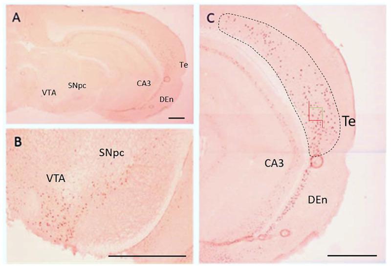 https://cdn.ncbi.nlm.nih.gov/pmc/blobs/659c/8119777/8c24b538a4af/fnana-15-563854-g004.jpg