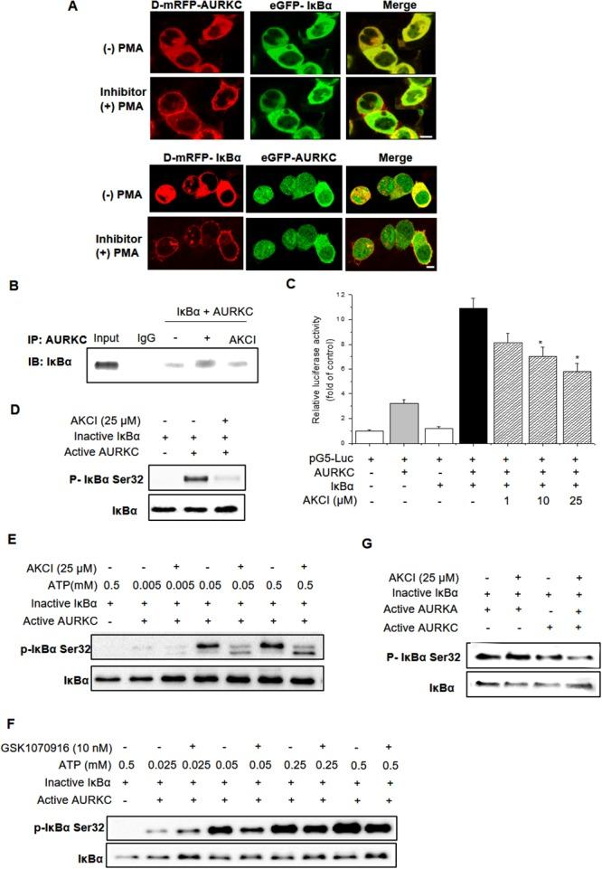 https://cdn.ncbi.nlm.nih.gov/pmc/blobs/659e/5642509/6416419c677e/oncotarget-08-69691-g006.jpg
