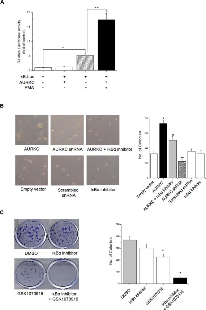 https://cdn.ncbi.nlm.nih.gov/pmc/blobs/659e/5642509/cc4a49968877/oncotarget-08-69691-g002.jpg