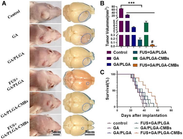 https://cdn.ncbi.nlm.nih.gov/pmc/blobs/659e/9078874/bba2ec3b6e6b/IJN-17-2001-g0012.jpg
