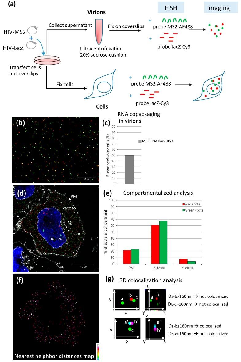 https://cdn.ncbi.nlm.nih.gov/pmc/blobs/65a1/4997601/bb92bd2091d5/viruses-08-00239-g002.jpg