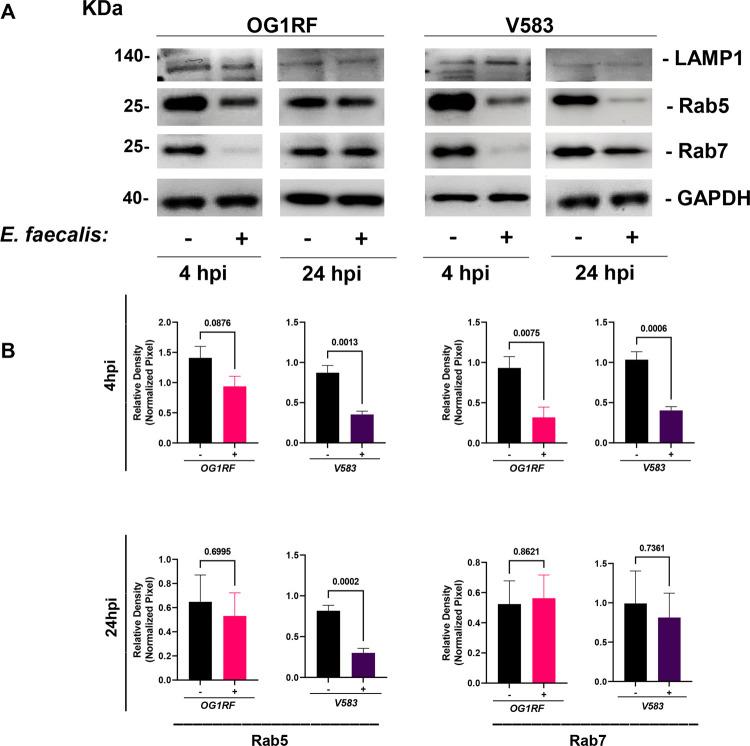 https://cdn.ncbi.nlm.nih.gov/pmc/blobs/65a4/9017951/49c7b78a0a8b/ppat.1010434.g006.jpg