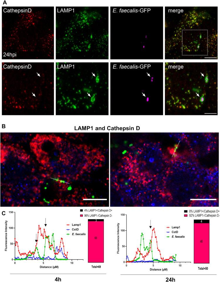 https://cdn.ncbi.nlm.nih.gov/pmc/blobs/65a4/9017951/8fef780147dd/ppat.1010434.g005.jpg