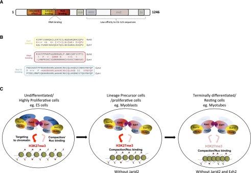 https://cdn.ncbi.nlm.nih.gov/pmc/blobs/65a5/3877756/dafc8fa9ff83/2663fig7.jpg