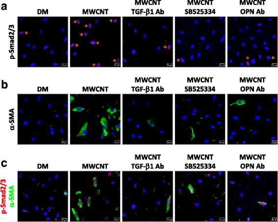 https://cdn.ncbi.nlm.nih.gov/pmc/blobs/65a8/5465601/55ba98f501dc/12989_2017_198_Fig11_HTML.jpg