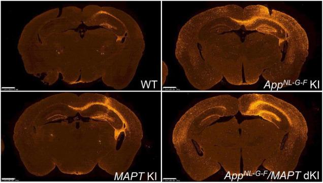 https://cdn.ncbi.nlm.nih.gov/pmc/blobs/65a9/9009508/e82c18d22c20/fnins-16-807473-g010.jpg