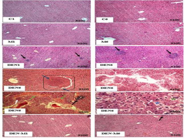 https://cdn.ncbi.nlm.nih.gov/pmc/blobs/65ad/12068496/34c4d98f49ba/AJP-15-1167-g008.jpg