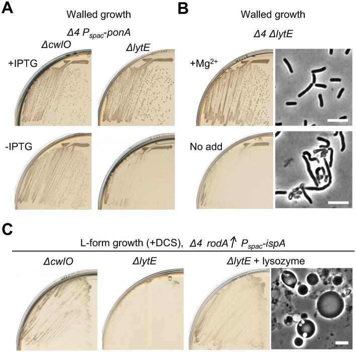 https://cdn.ncbi.nlm.nih.gov/pmc/blobs/65ae/10272550/e389c97e6402/fmicb-14-1204979-g006.jpg