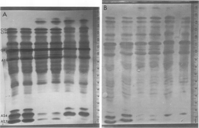 https://cdn.ncbi.nlm.nih.gov/pmc/blobs/65b0/542715/4c798194d92e/plntphys00146-0144-a.jpg