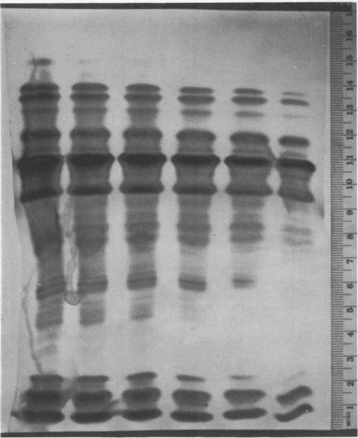 https://cdn.ncbi.nlm.nih.gov/pmc/blobs/65b0/542715/617d526d223c/plntphys00146-0145-b.jpg