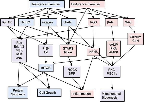 https://cdn.ncbi.nlm.nih.gov/pmc/blobs/65b3/11140181/7842ca271494/EPH-109-939-g002.jpg