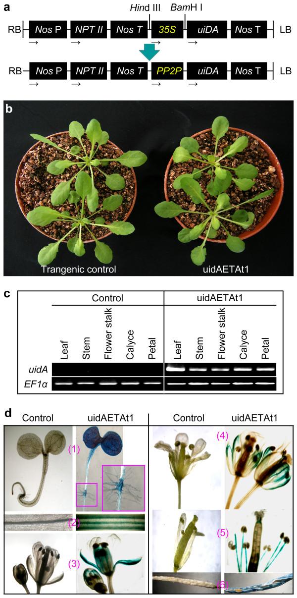 https://cdn.ncbi.nlm.nih.gov/pmc/blobs/65b3/3030531/3d7d302bae6d/1471-2229-11-11-7.jpg