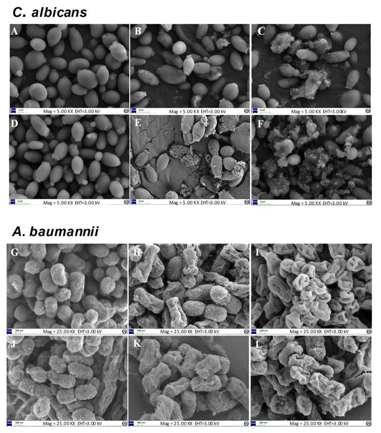 https://cdn.ncbi.nlm.nih.gov/pmc/blobs/65b4/9782812/5c184a4dd29d/ijms-23-15882-g004.jpg