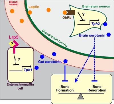 https://cdn.ncbi.nlm.nih.gov/pmc/blobs/65b6/2953449/a7a853d4eb63/JCB_201006123R_RGB_Fig2.jpg