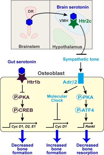 https://cdn.ncbi.nlm.nih.gov/pmc/blobs/65b6/2953449/b6417756ab57/JCB_201006123_RGB_Fig3.jpg