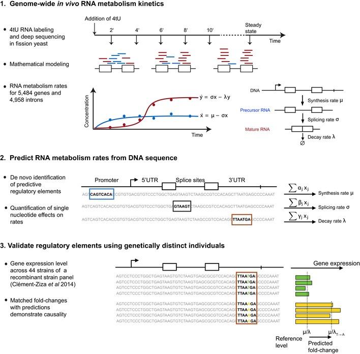 https://cdn.ncbi.nlm.nih.gov/pmc/blobs/65b6/4770384/c2524bcc0b43/MSB-12-857-g002.jpg