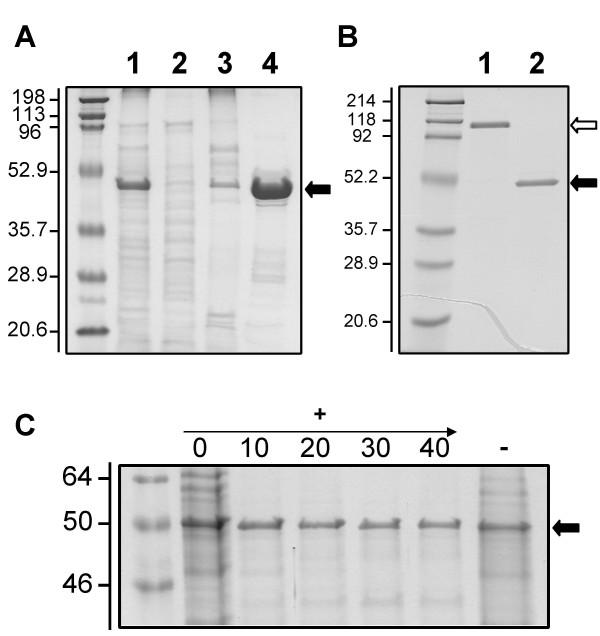 https://cdn.ncbi.nlm.nih.gov/pmc/blobs/65ba/1186022/0e9de37a2a89/1471-2180-5-41-1.jpg