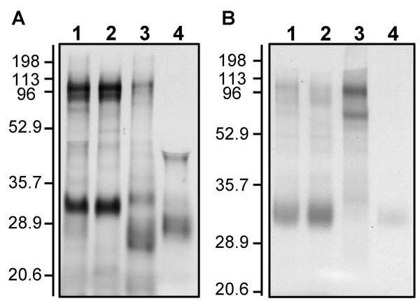https://cdn.ncbi.nlm.nih.gov/pmc/blobs/65ba/1186022/57693bff6d12/1471-2180-5-41-5.jpg