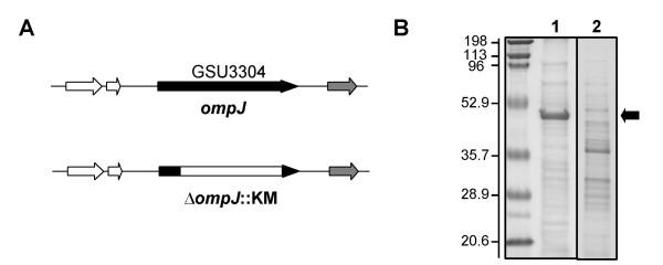https://cdn.ncbi.nlm.nih.gov/pmc/blobs/65ba/1186022/8d775038cbf3/1471-2180-5-41-3.jpg